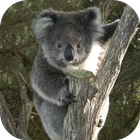 KoalaBG: Koala Wallpapers icône