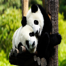 熊猫壁纸 - 可爱的熊猫壁纸🐼 APK
