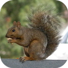 SquirrelBG: Squirrel Wallpaper أيقونة