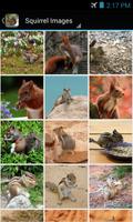SquirrelBG: Squirrel Wallpaper Cartaz