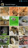 برنامه‌نما SquirrelBG: Squirrel Wallpaper عکس از صفحه