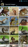 SquirrelBG: Squirrel Wallpaper ảnh chụp màn hình 2