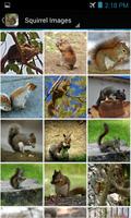 SquirrelBG: Squirrel Wallpaper تصوير الشاشة 2