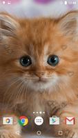 Cute Kittens Live Wallpaper পোস্টার