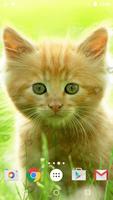 귀여운 새끼 고양이라이브 배경화면 스크린샷 1