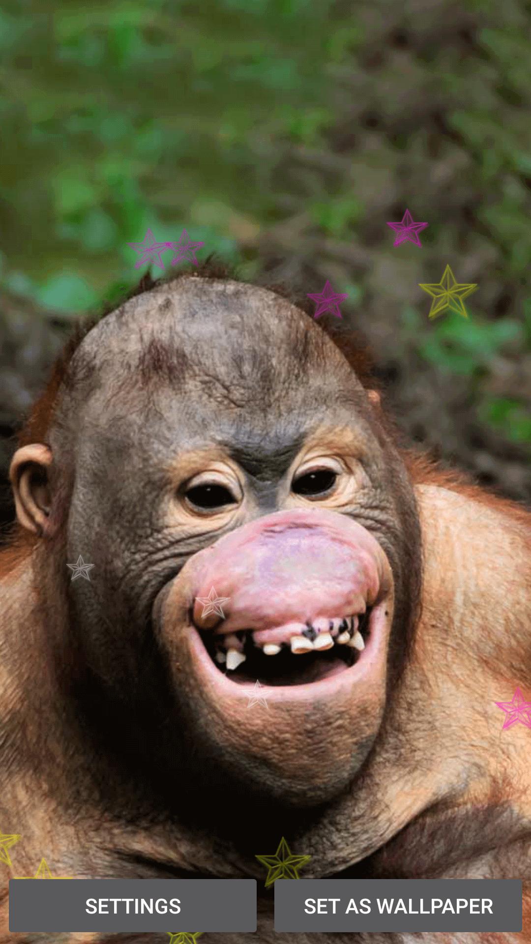 Gambar Lucu Monyet Tertawa