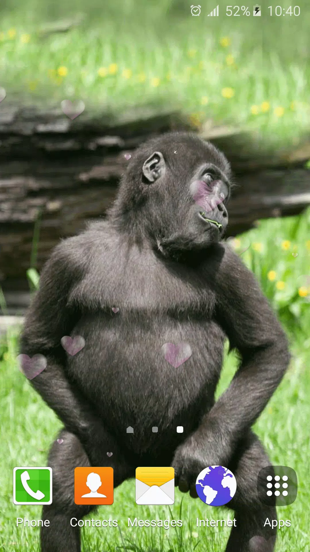 Fotos Macaco Engracado, 68.000+ fotos de arquivo grátis de alta