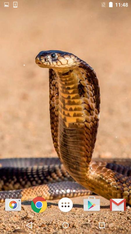 Animasi Ular Cobra 