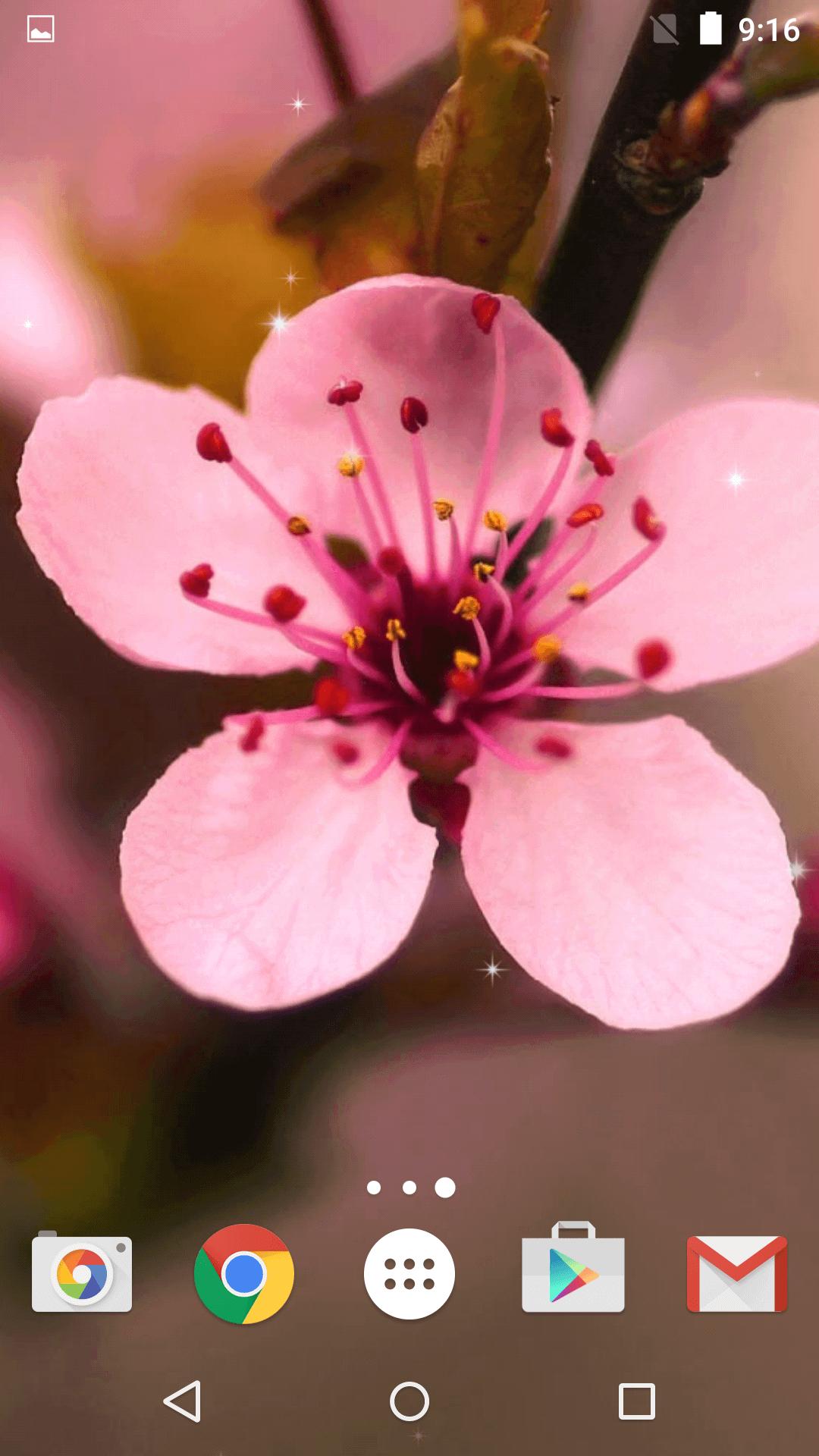 Сакура живая купить. Сакура Живая. Свети Сакура живой. Живые обои Cherry Blossom. Альтернатива Сакуре.