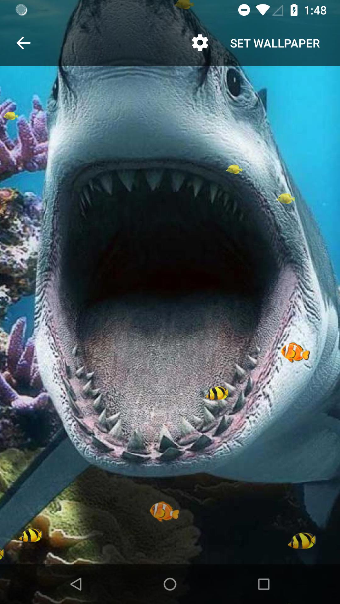 3D Shark  Live  Wallpaper  for Android APK Download 