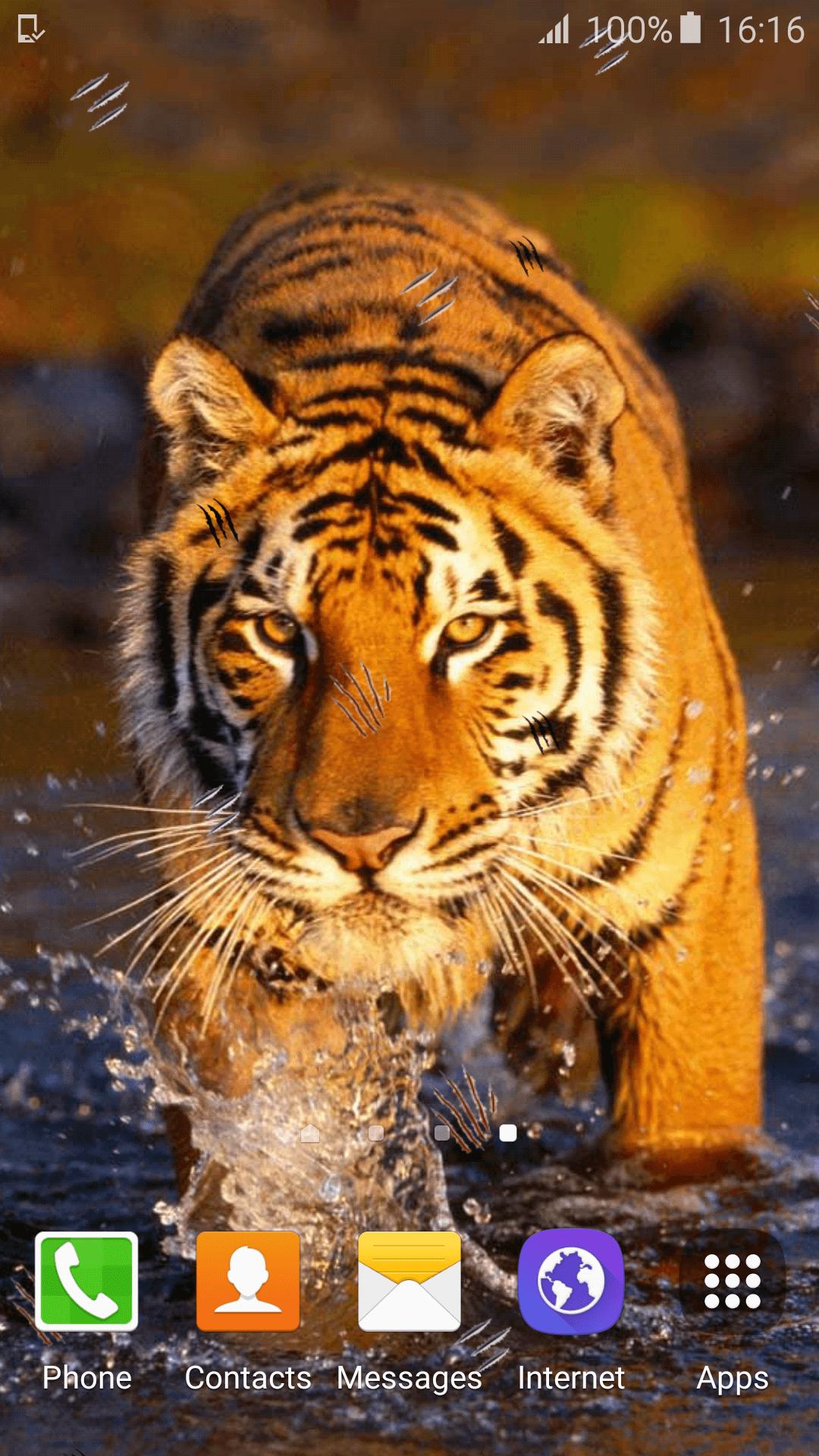 immagini tigre da scaricare