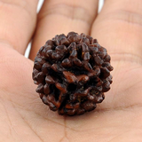 Rudraksha ícone