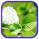 Leaf Photo Frames, Effects APK