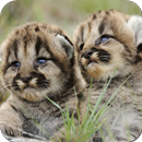 Beautiful Animal Wallpapers APK