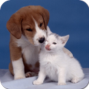 Dogs and Cats Wallpapers APK