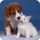 Dogs and Cats Wallpapers icon