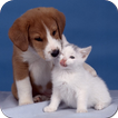 Dogs and Cats Wallpapers