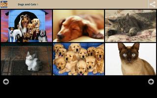 Dogs and Cats Wallpapers poster