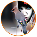 Colourful Birds Photo Frame APK