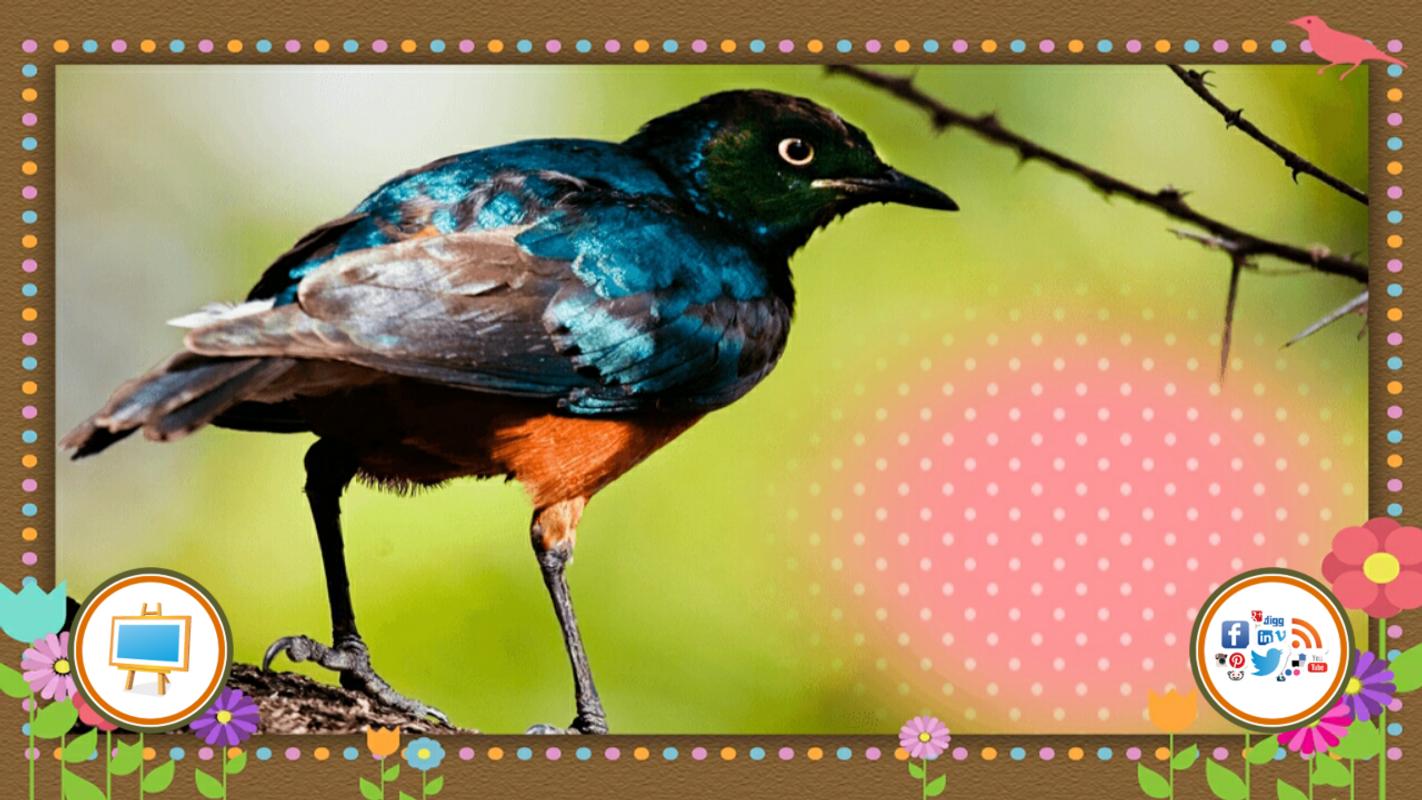 Best Download Gambar Burung  Api  Goodgambar
