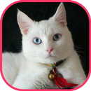 Make me Cat APK