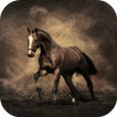 Horse Wallpapers
