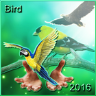 Bird Ringtones 2016 icon