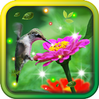 Colibri Amazing live wallpaper Zeichen