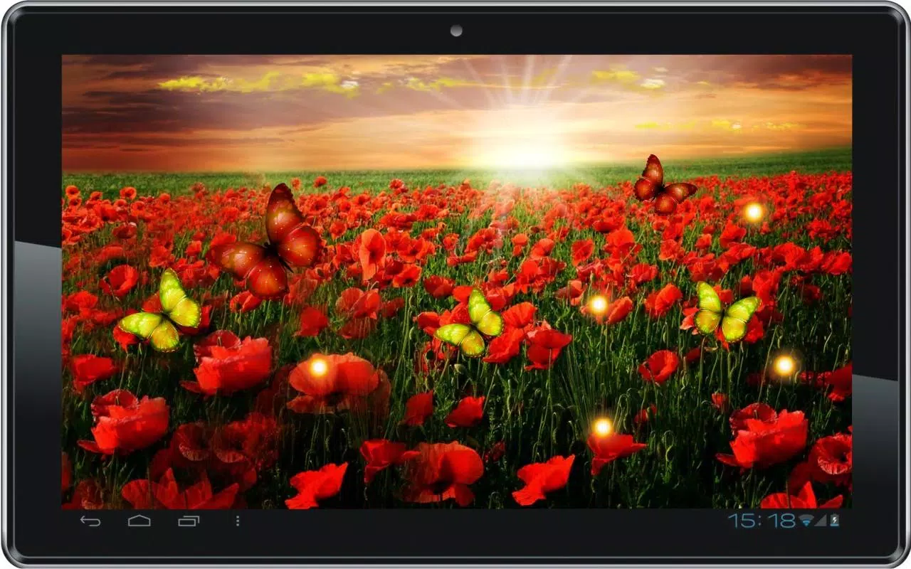 Poppy Flower HD live wallpaper APK for Android Download Poppy Flower HD live wallpaper APK for Android Download