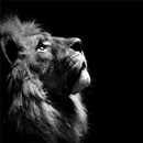 Wallpaper Hitam Putih Keren-APK