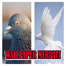 Wallpaper Burung Merpati & Dara-APK
