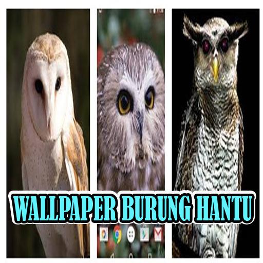 660 Koleksi Wallpaper Burung Hantu Android Gratis Terbaik