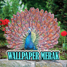 Icona Wallpaper Burung Merak - Terbaru