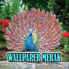 Wallpaper Burung Merak - Terbaru biểu tượng