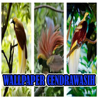 Wallpaper Burung Cendrawasih-icoon