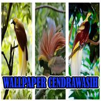 Wallpaper Burung Cendrawasih-poster