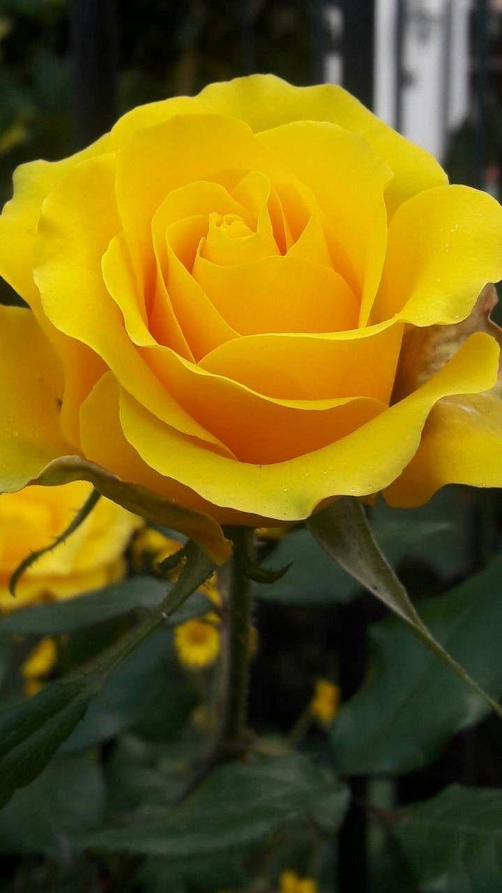 Yellow Rose HD Wallpapers APK for Android Download