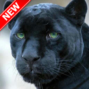 Black Panther HD Wallpapers APK