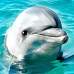 Dolphin HD Wallpapers
