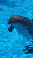 Dolphin HD Wallpapers پوسٹر
