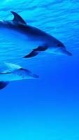 Dolphin HD Wallpapers اسکرین شاٹ 1