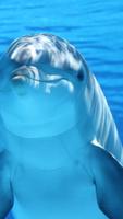 Dolphin HD Wallpapers اسکرین شاٹ 2