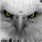 Eagle HD Wallpapers icon
