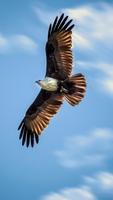 Eagle HD Wallpapers poster