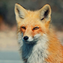 Fox HD Wallpapers APK