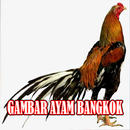 Koleksi Gambar Ayam Bangkok APK