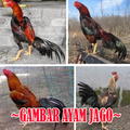 Koleksi Gambar Ayam Jago