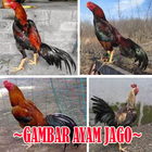 Koleksi Gambar Ayam Jago иконка