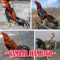 Koleksi Gambar Ayam Jago Poster