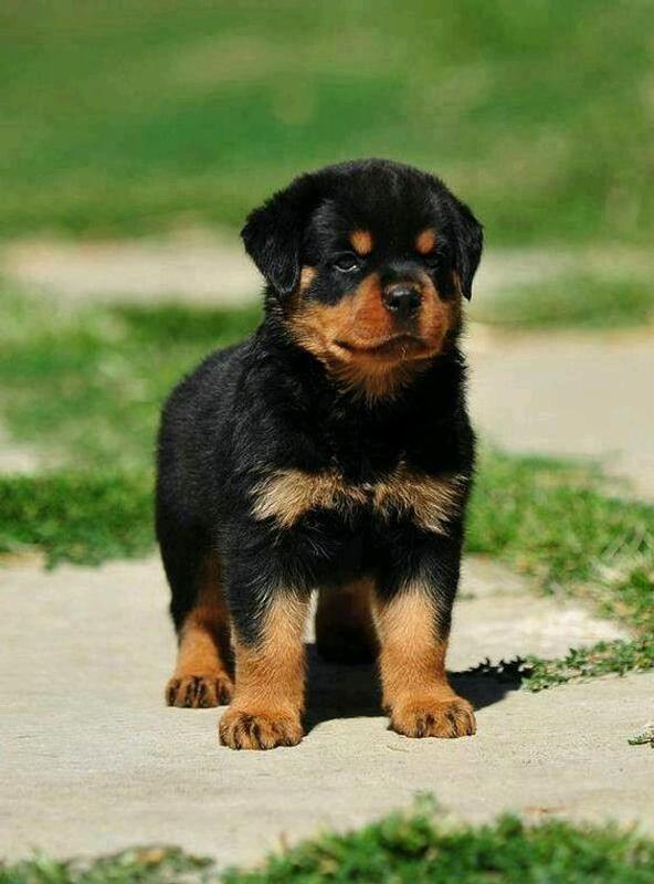rottweiler hd wallpapers for